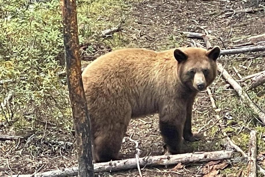 Reindeer Lake Trout Camp