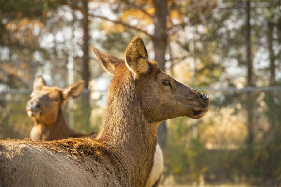 Saskatoon Forestry Farm Park & Zoo