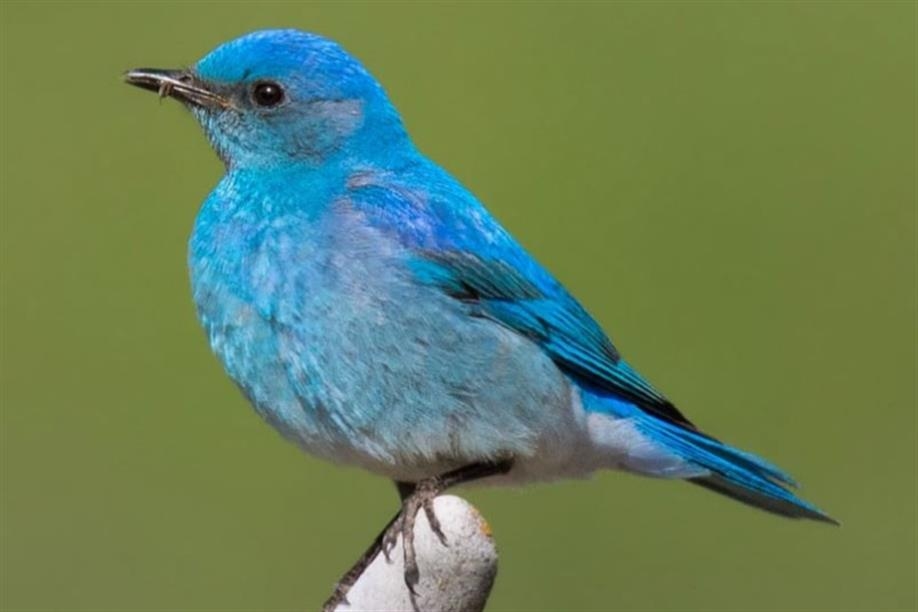 Saskatoon Custom Bird Tours