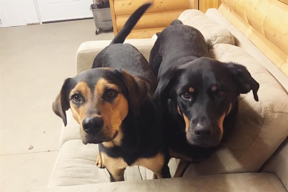 A Second Family Dog Lodge