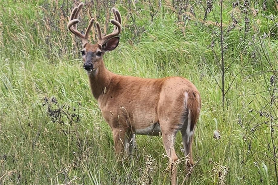Tower Lodge Outfitting