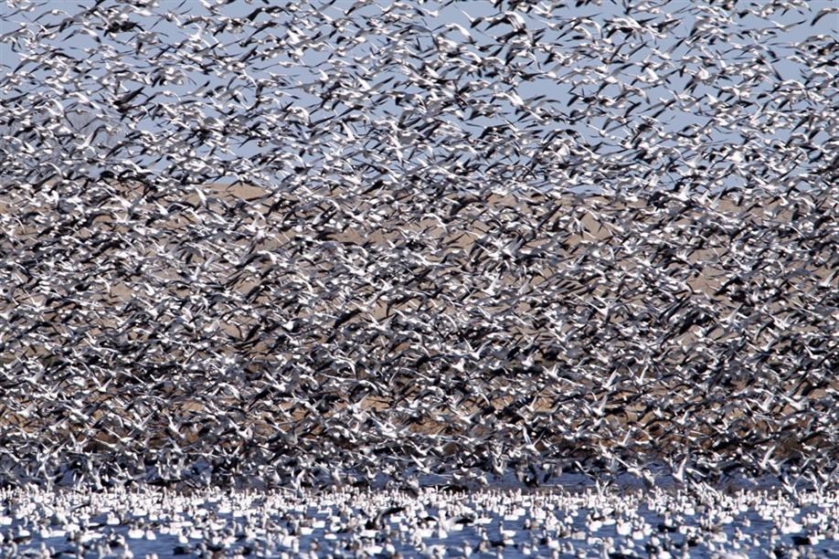 Saskatchewan Birding Trail
