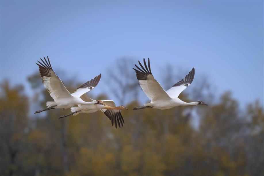 Saskatchewan Birding Trail