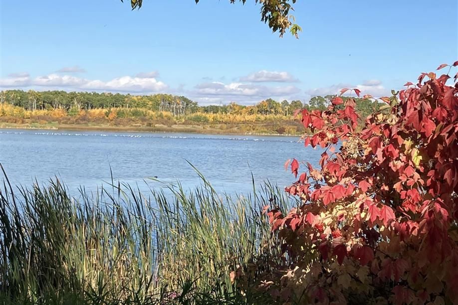 Yellowhead Flyway Birding Trail