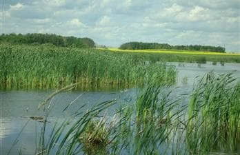 Foam Lake Heritage Marsh