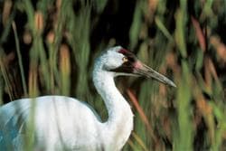 Last Mountain Lake Bird Sanctuary Public Full Day Tour