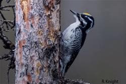Prince Albert National Park Birding Tours