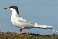 Blackstrap Lake Birdwatching and Bird Photography Tour