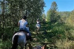 Sturgeon River Ranch | Day Ride Horseback Bison Tours